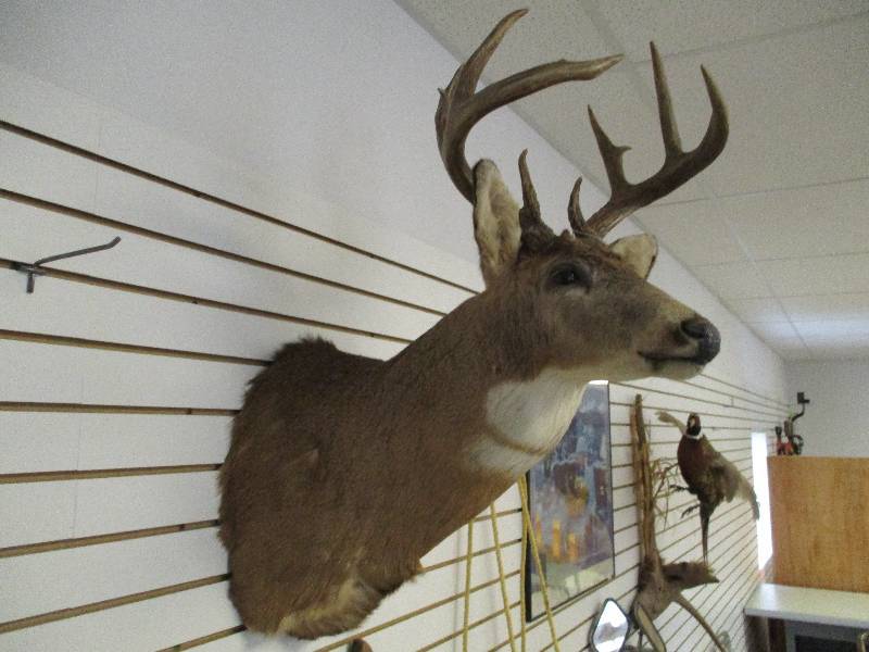 lot 5 image: Deer Mount