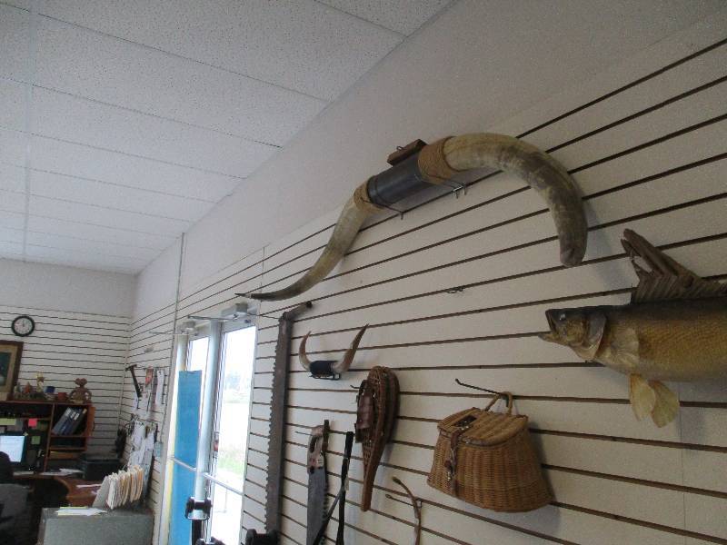 lot 12 image: Texas Longhorn Horns