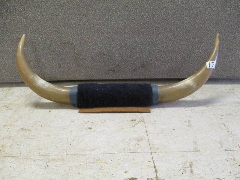 lot 17 image: Mounted Steer Horns