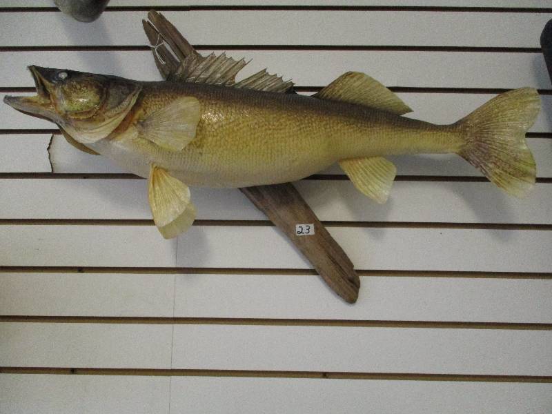 lot 23 image: Mounted Walleye