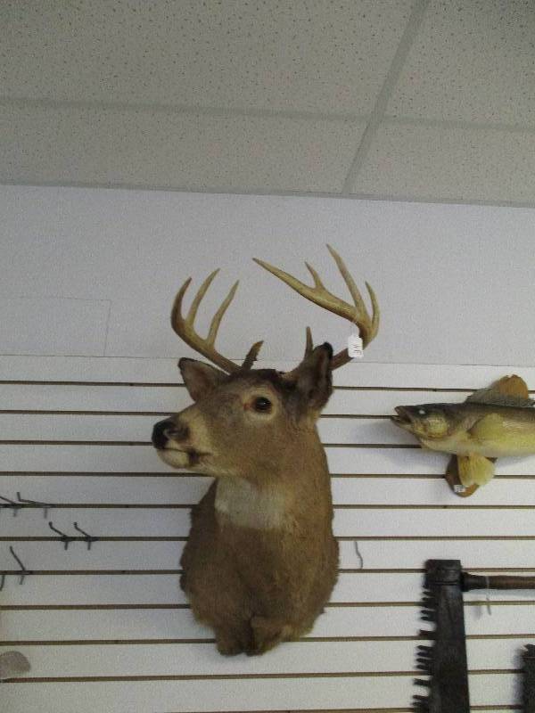 lot 34 image: Deer Mount