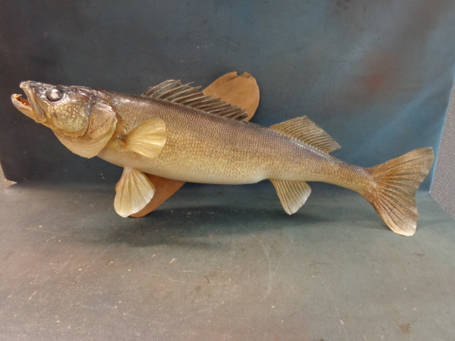 lot 38 image: Walleye Mount