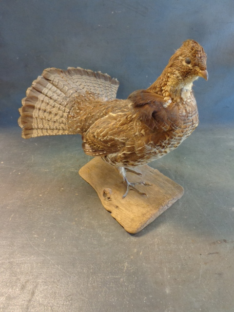 lot 67 image: Mounted Grouse