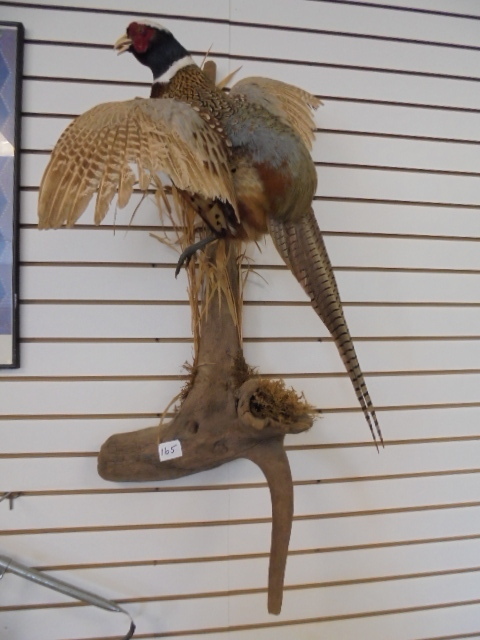 lot 165 image: Pheasant Mount