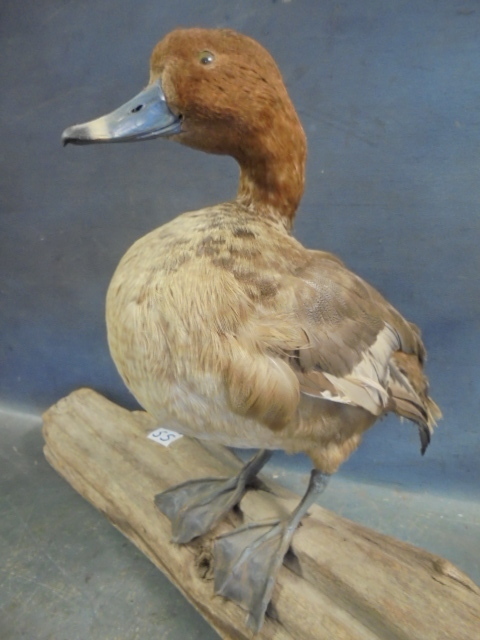 lot 55 image: Drift Wood