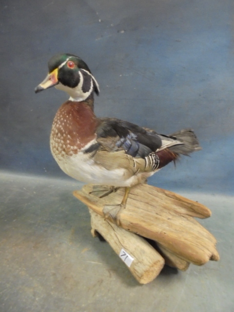 lot 71 image: Drift Wood