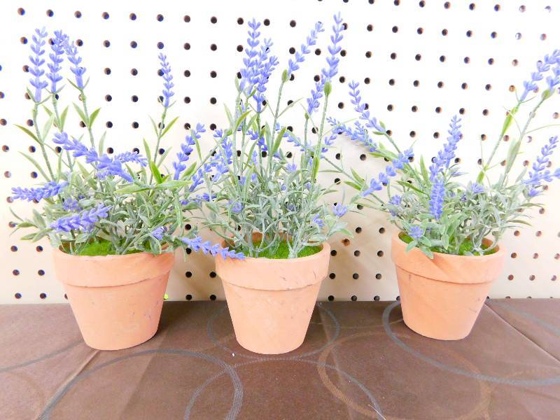 17 Potted Lavender Plants in  Purple, MSRP $47.99
