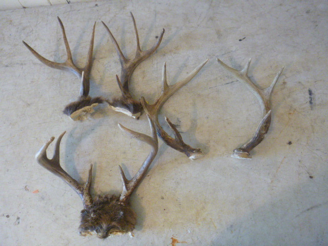lot 62 image: Deer Antlers
