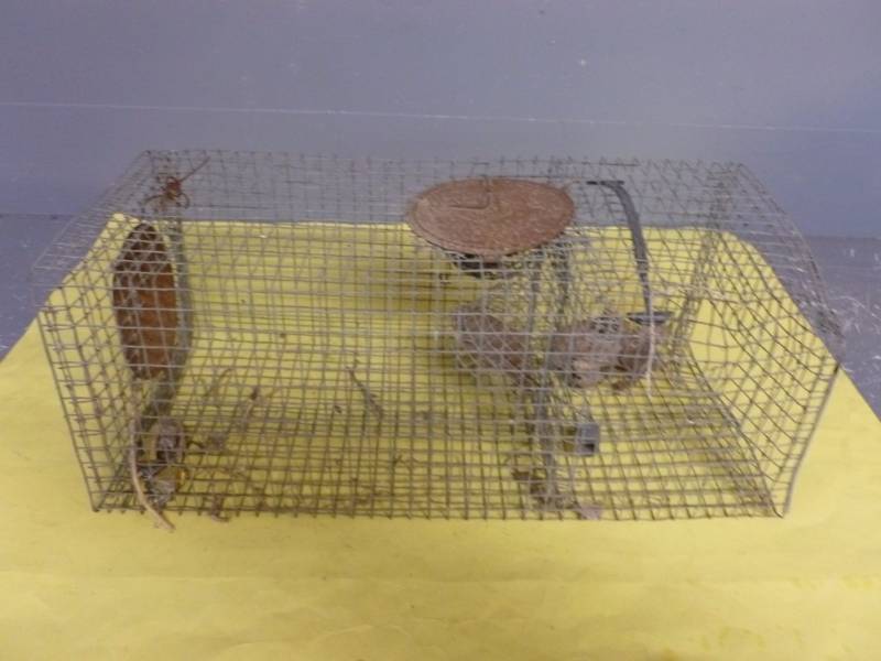 lot 231 image: Sparrow Trap