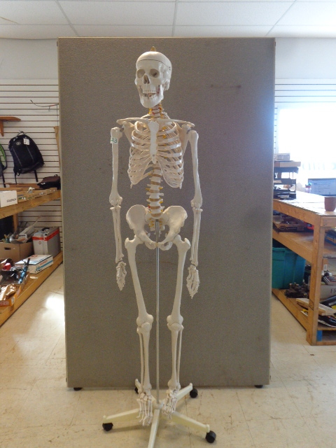 lot 23 image: Skeleton