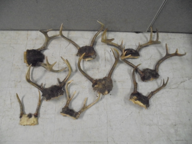 Deer Antlers