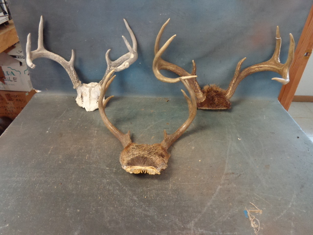 Deer Antlers