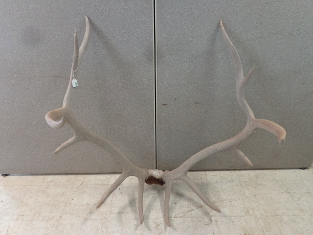Elk Antlers