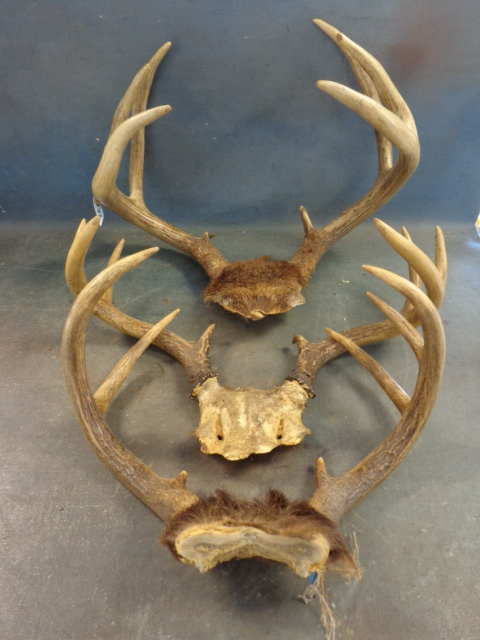 Deer Antlers