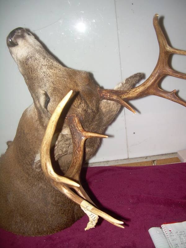 lot 40 image: 11 PT BUCK MOUNT