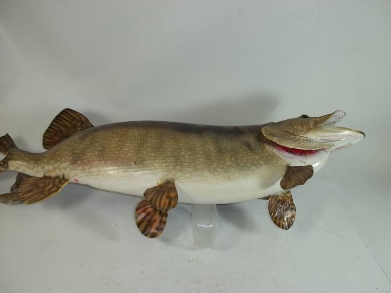 lot 108 image: Northern Pike Mount