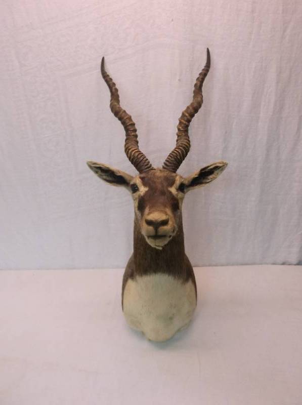 Gazell Head Mount