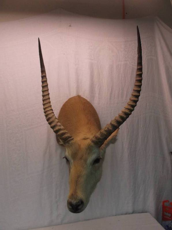 Litchwae Head Mount