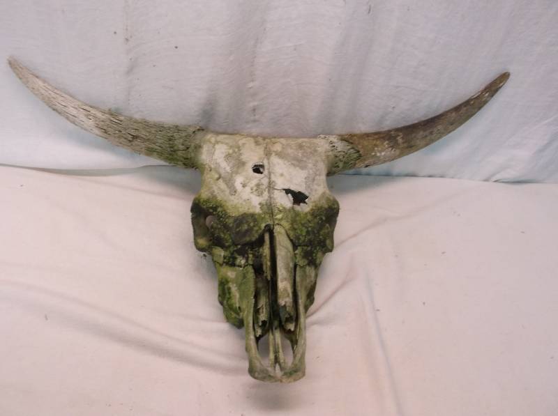 Bulls Head