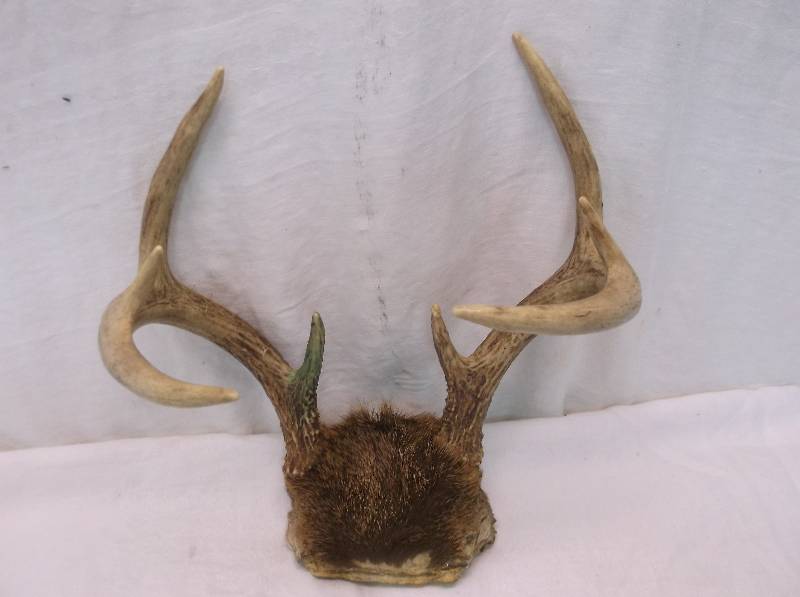 Deer Rack