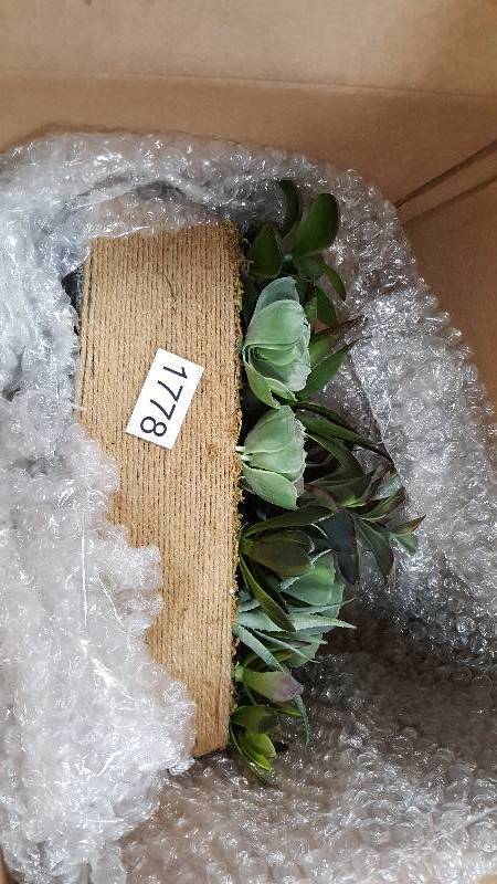 lot 1778 image: Northlight Seasonal 12.5 Artificial Mixed Green and Red Succulent Plants in a Decorative Brown Rectangular Twine Pot