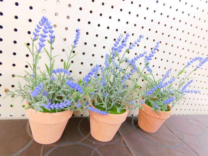 17 Potted Lavender Plants in  Purple, MSRP $47.99
