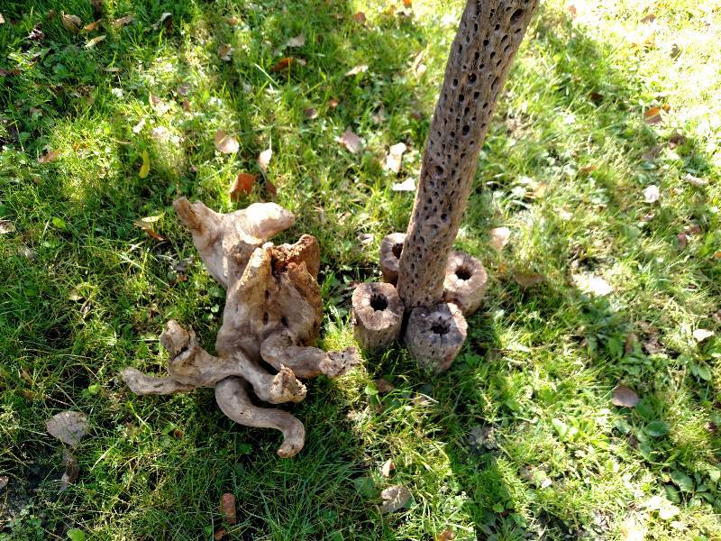 lot 324 image: Saguaro Cactus Innards & Driftwood...