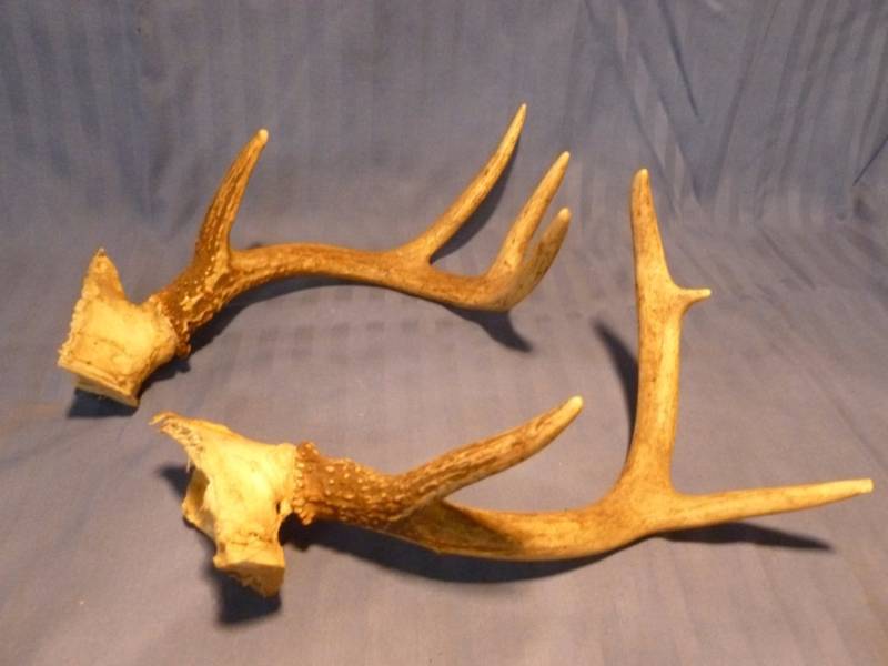lot 46 image: Deer Antlers