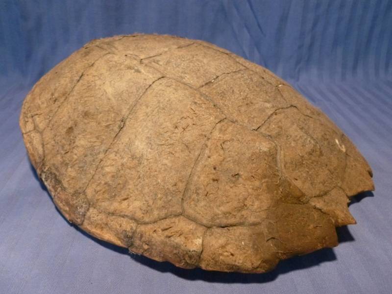 lot 55 image: Snapping Turtle Shell