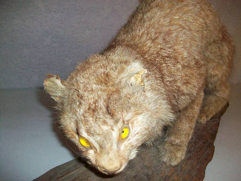 lot 62 image: Alaskan Lynx Mount