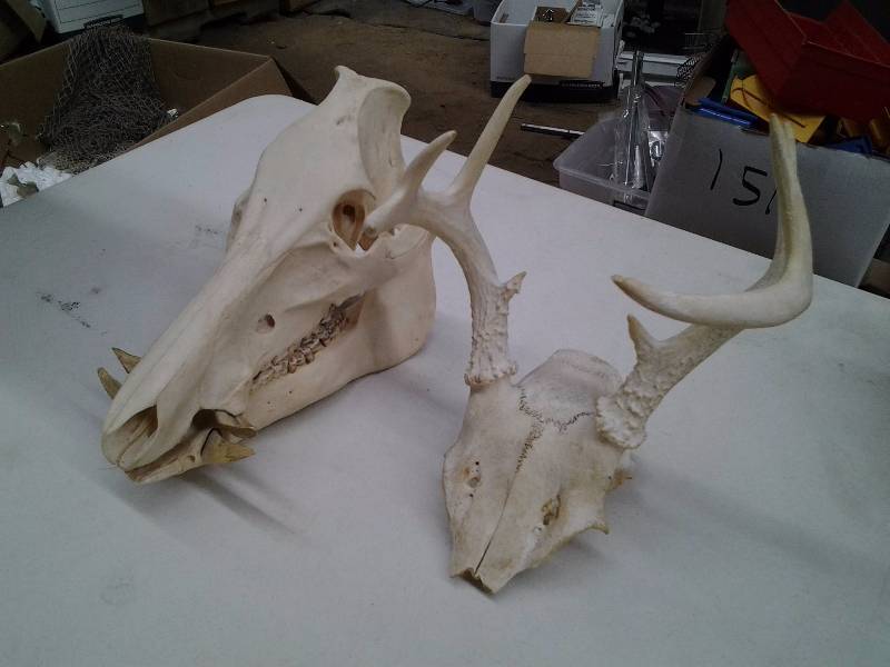 Boar Skull & Antlers