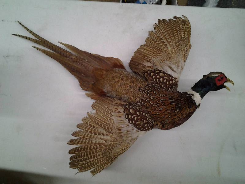 Pheasant Rooster Mount