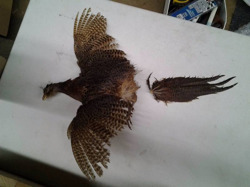 Pheasant Hen Mount Tag# 36601 Wisconsin DNRGame Farm