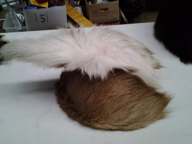 White Tail Deer Hind End