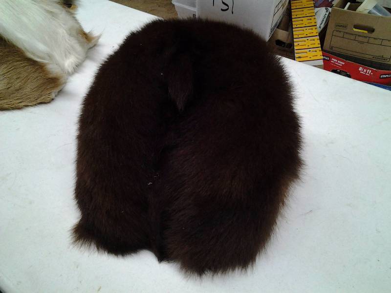 Bear Hind End
