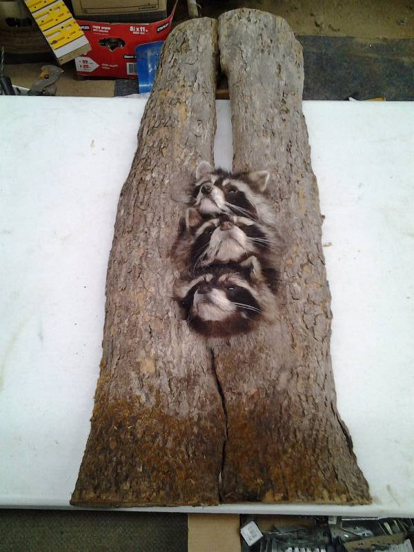 3-Raccoons In A Tree Limb 35 Inches