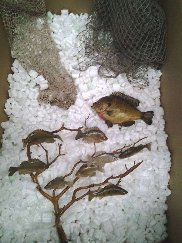 Fish Mounts & Decorative Netting