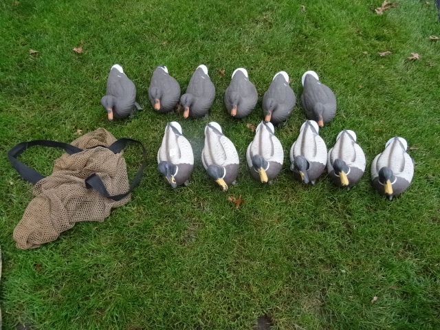 6 Mallard Male and 6 Female Duck