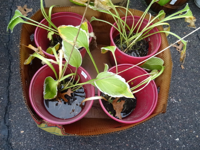 Hostas