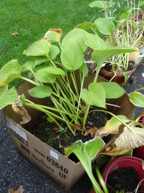 Hostas