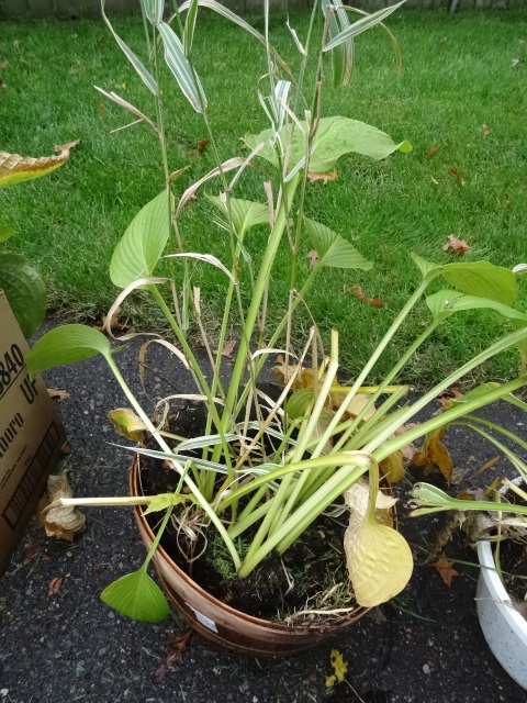 Hostas