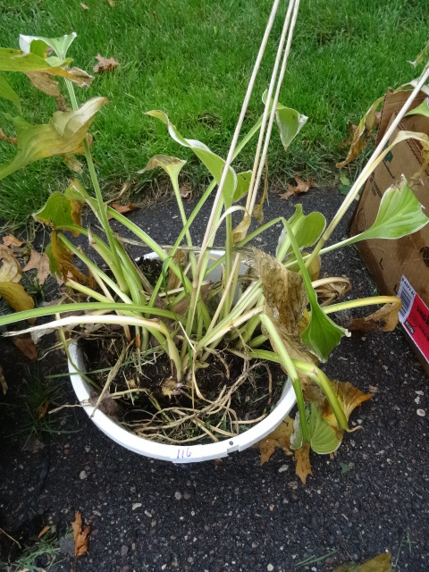 Hostas