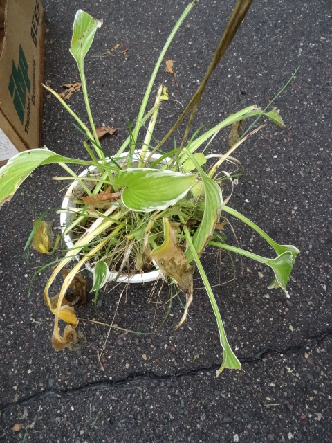 Hostas