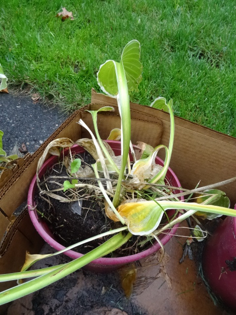 Hostas