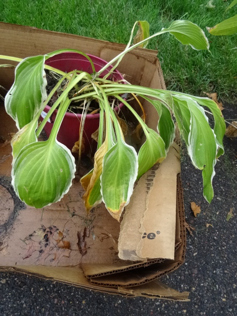 Hostas