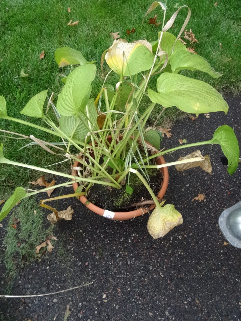 Hostas