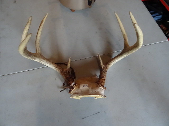 8 Point White Tail Deer Rack