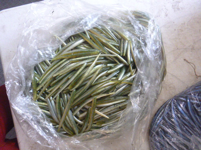 Bag of Plastic Fishing Worms