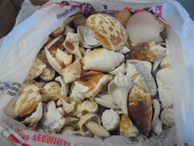 lot 19 image: Sea Shells
