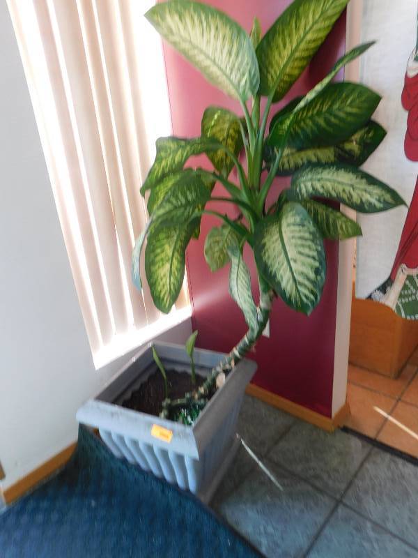 PLANT